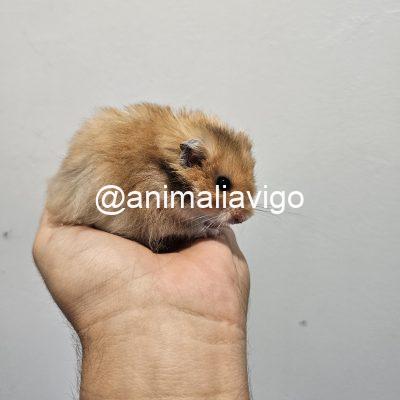 HAMSTER SIRIO SURTIDO
