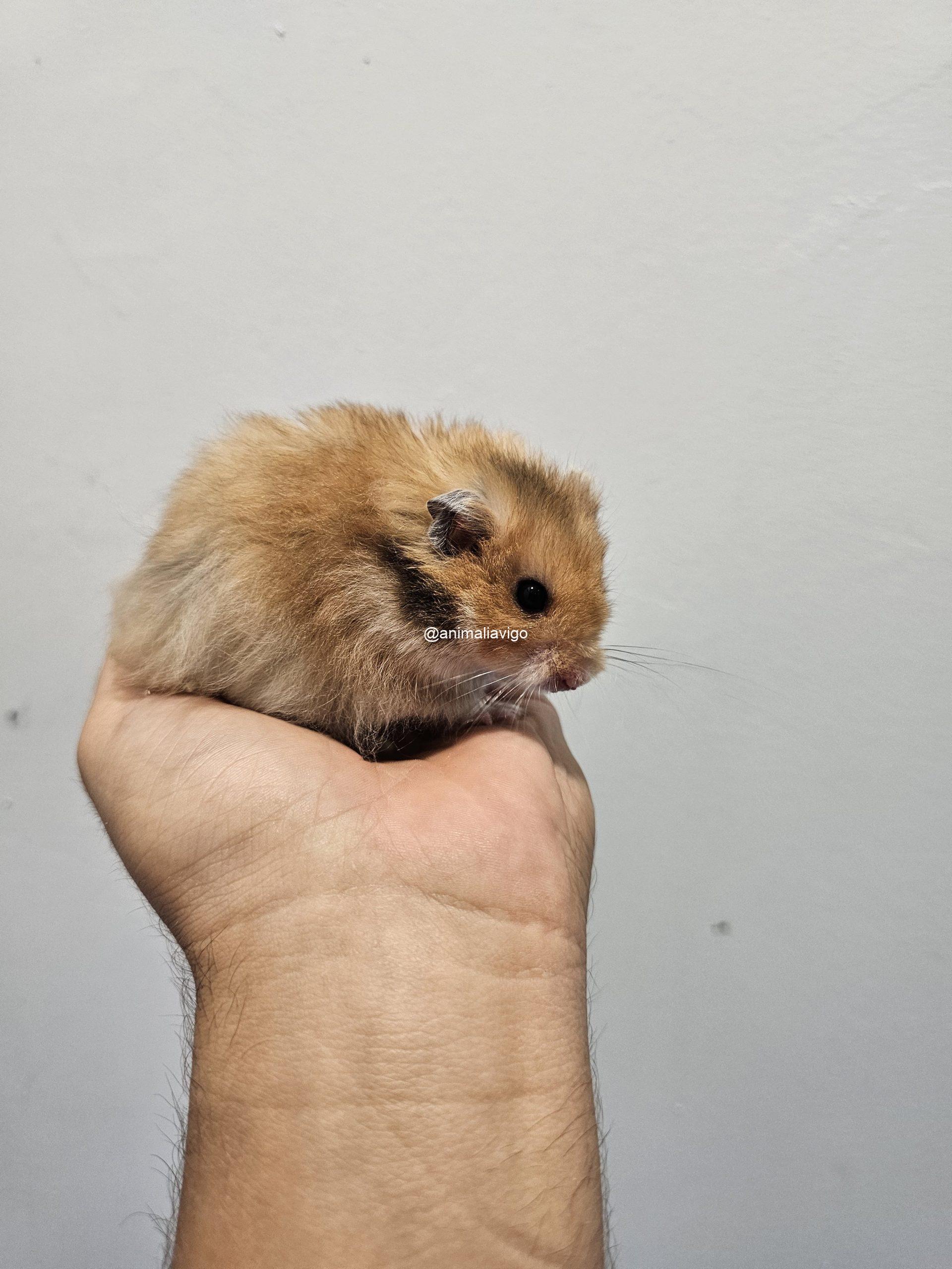 HAMSTER SIRIO SURTIDO