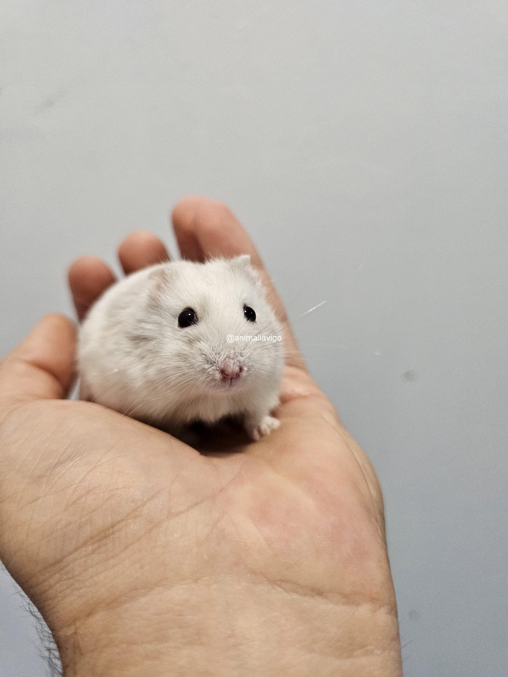 HAMSTER RUSO SURTIDO - Imagen 4