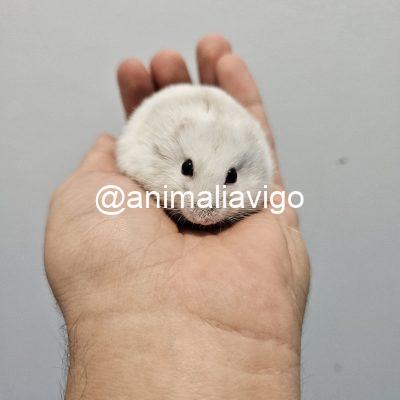 HAMSTER RUSO SURTIDO