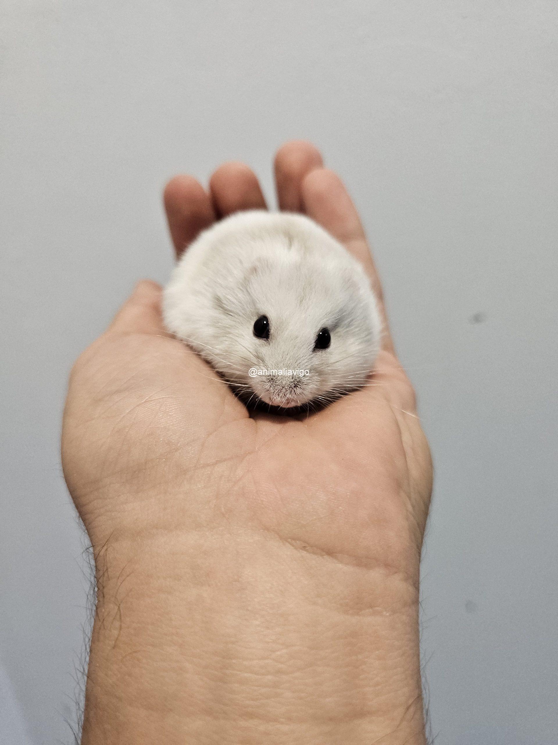 HAMSTER RUSO SURTIDO