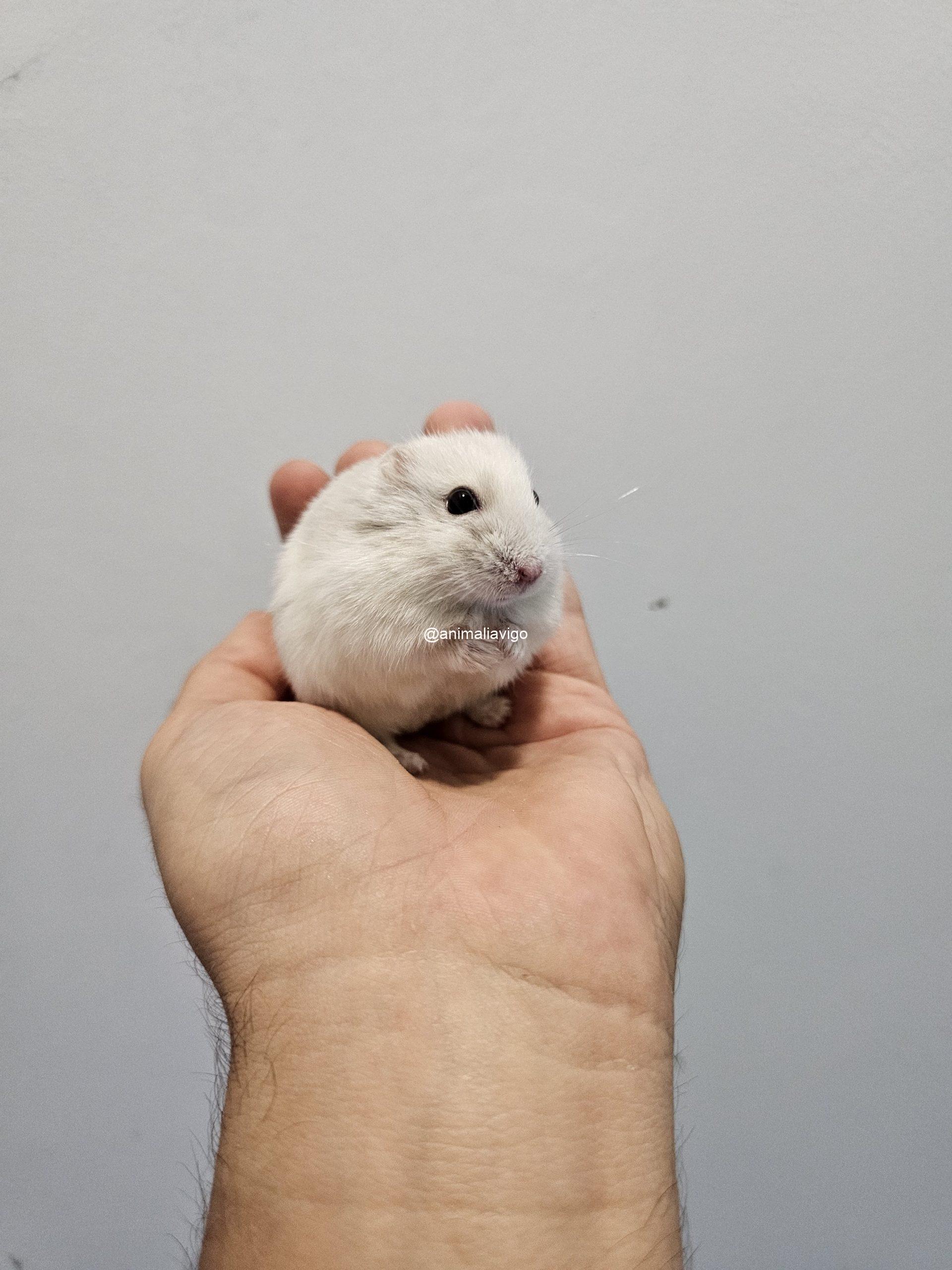 HAMSTER RUSO SURTIDO - Imagen 7