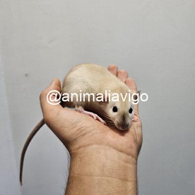 RATA DOMESTICA