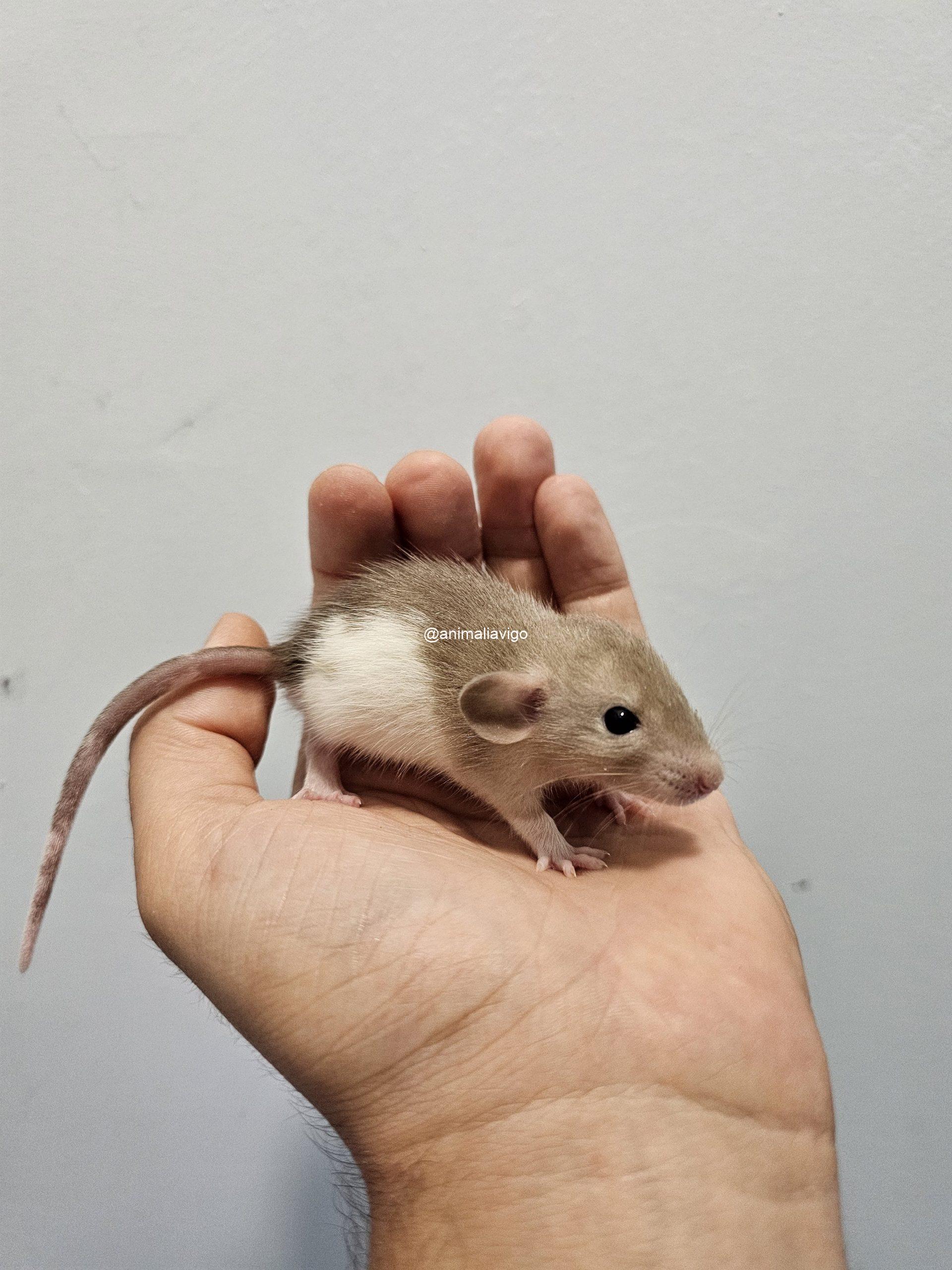 RATA DOMESTICA - Imagen 9