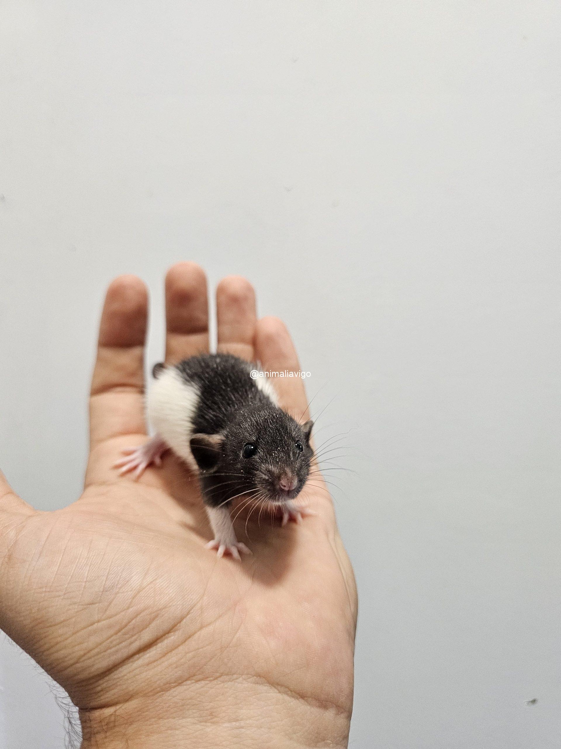 RATA DOMESTICA - Imagen 2