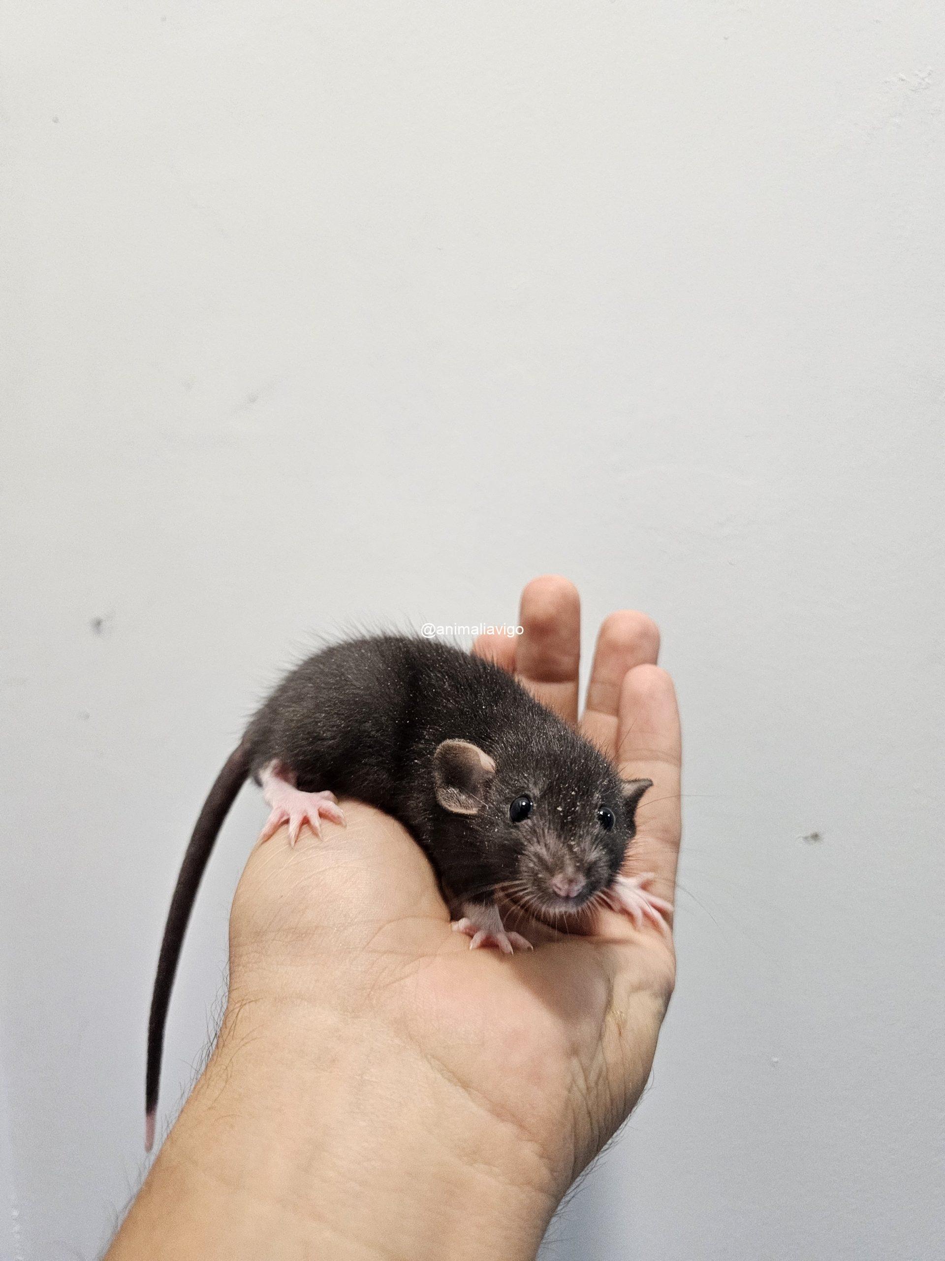 RATA DOMESTICA - Imagen 4