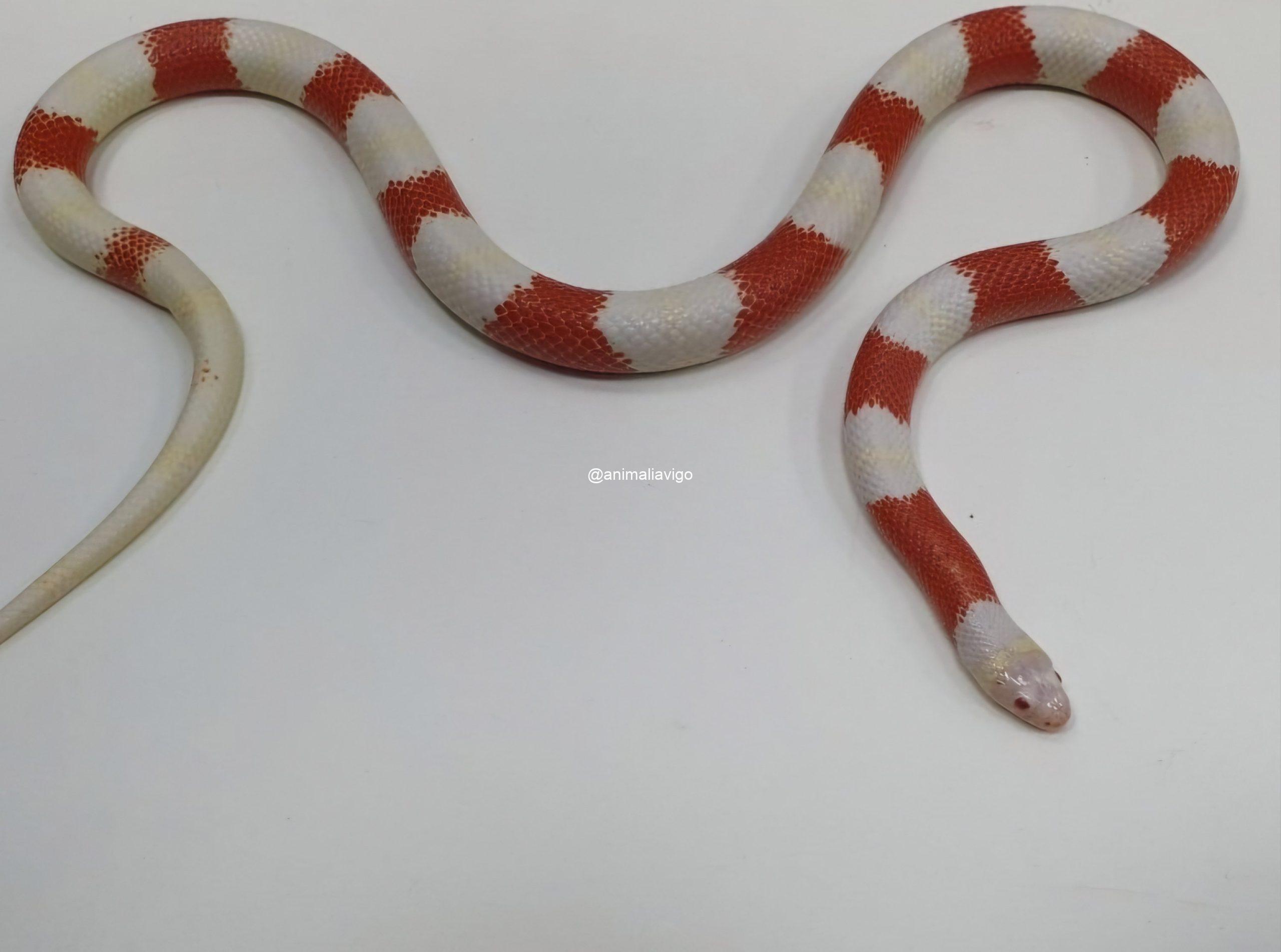 FALSA CORAL SURTIDA BABY - Imagen 3