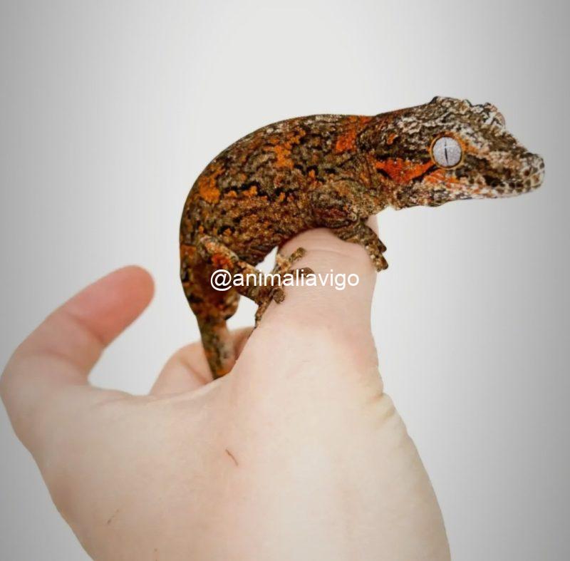 GECKO AURICULATUS SURTIDO JUNIOR MACHO