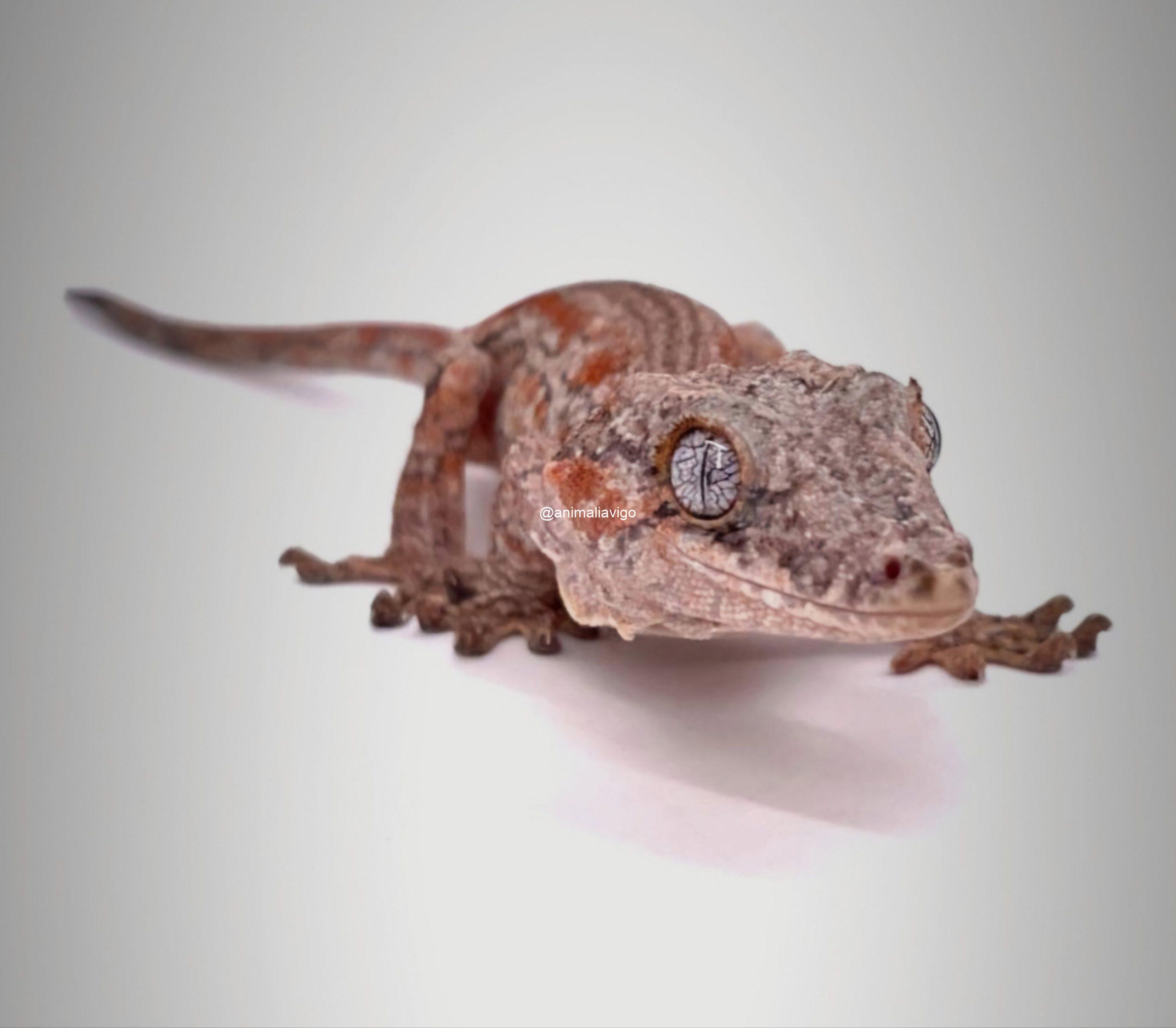 GECKO AURICULATUS SURTIDO BABY SIN SEXAR