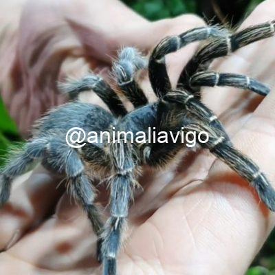 TARANTULA APHONOPELMA SEEMANNI