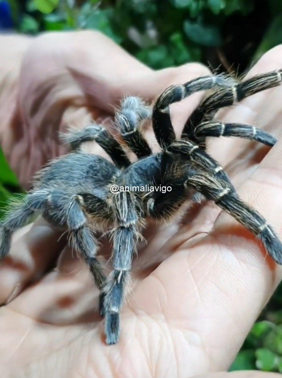 TARANTULA APHONOPELMA SEEMANNI