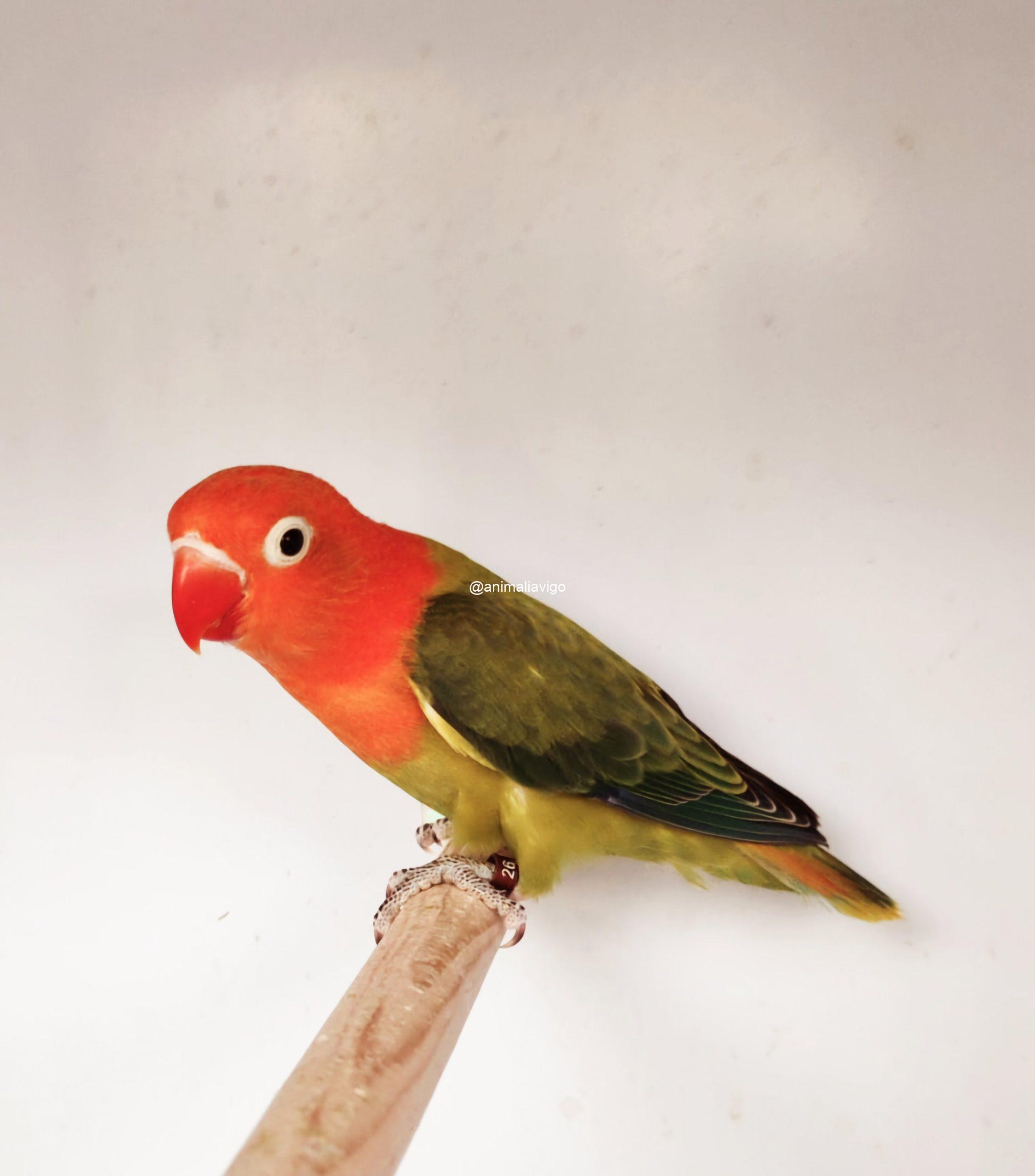 AGAPORNI FISCHERI OPALINO HEMBRA - Imagen 2