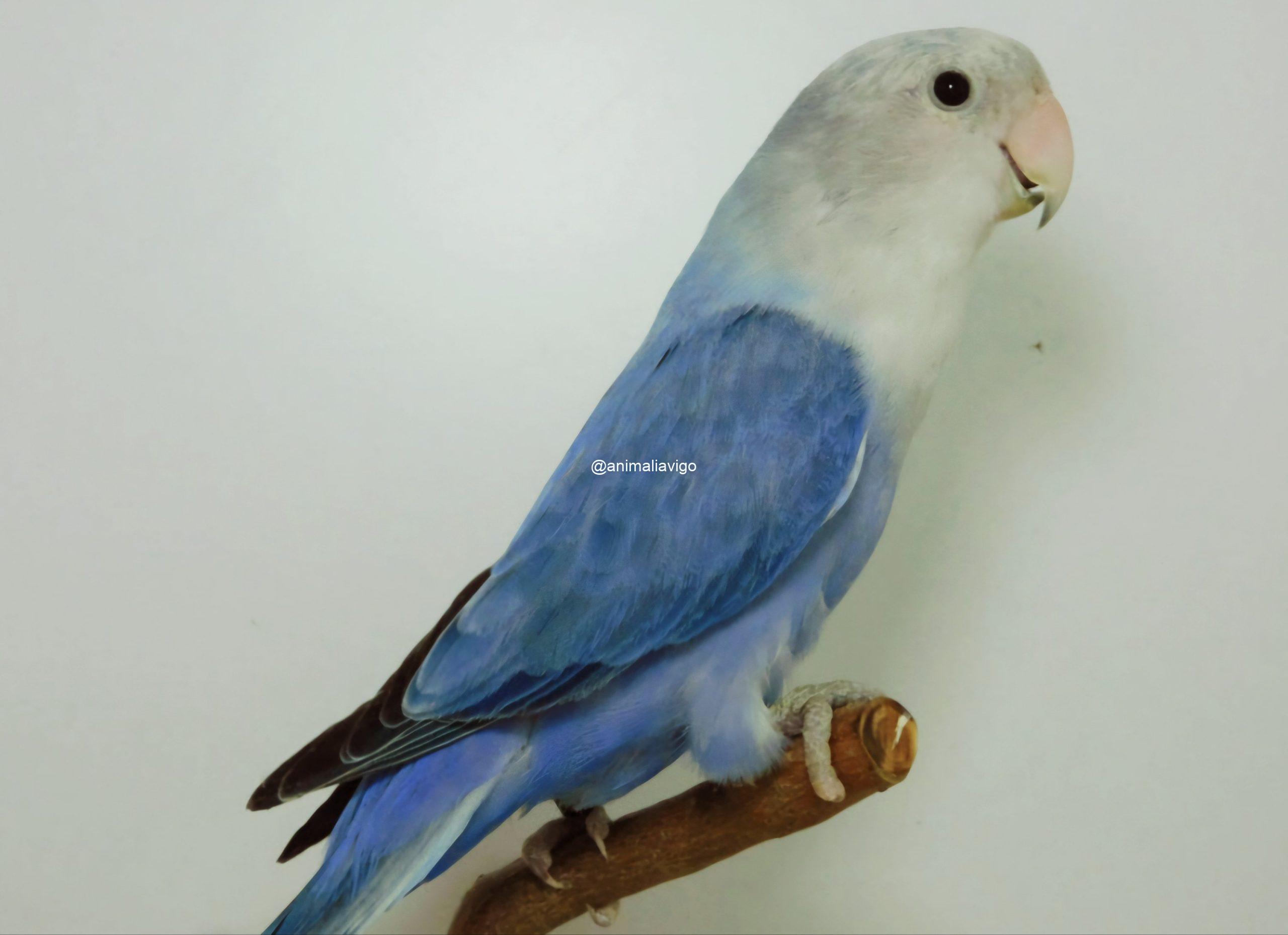 AGAPORNI ROSEICOLLI LINEA AZUL HEMBRA