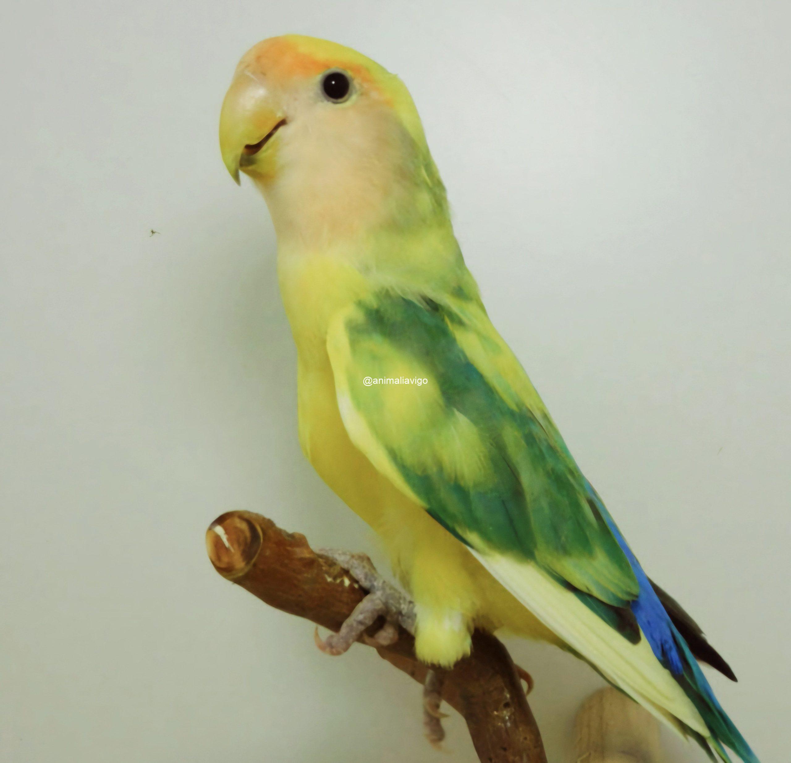 AGAPORNI ROSEICOLLI ARLEQUIN VERDE MACHO
