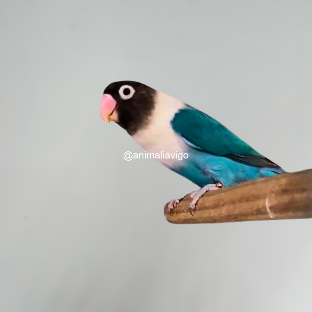 AGAPORNI PERSONATA LINEA AZUL MACHO