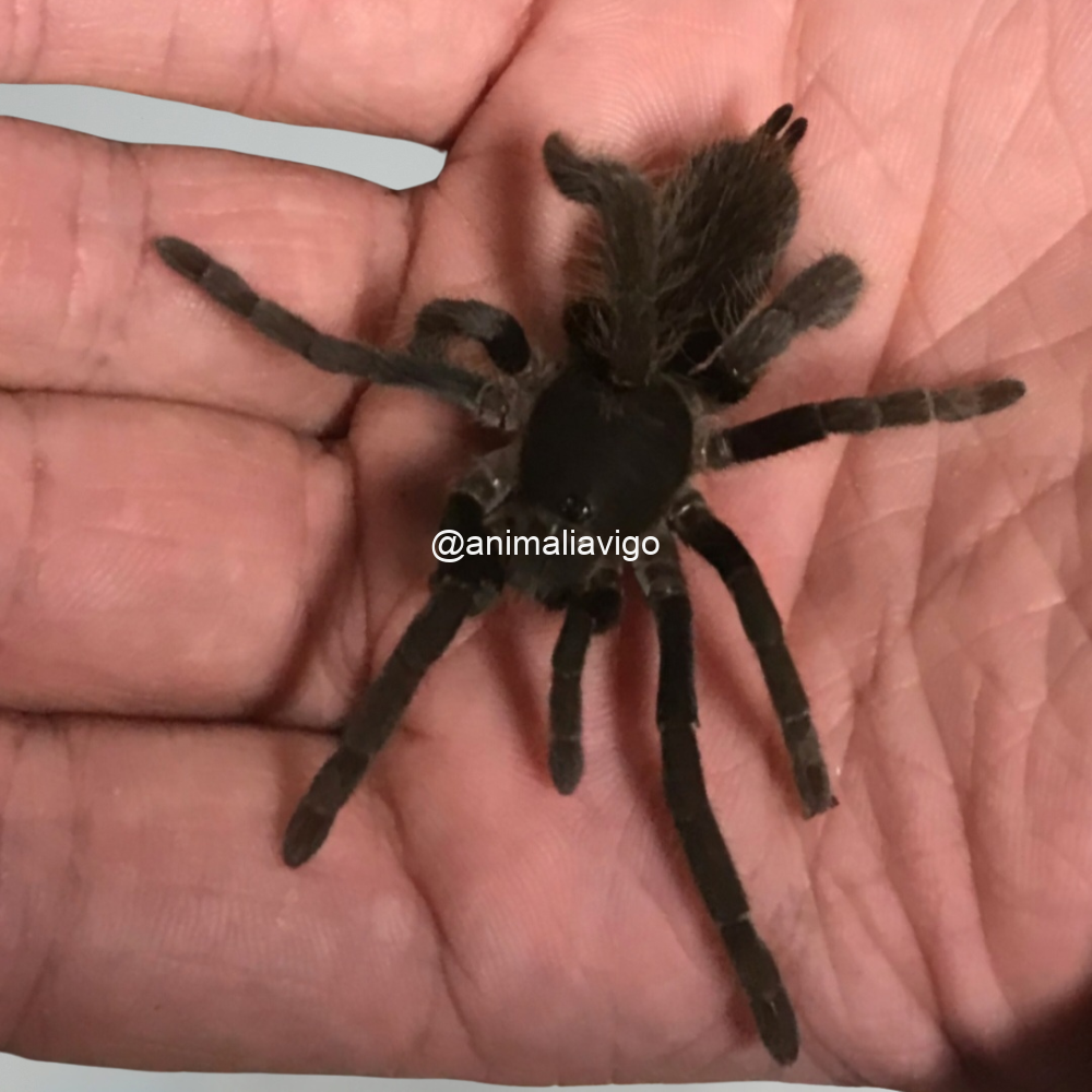 TARANTULA HYSTEROCRATES GIGAS