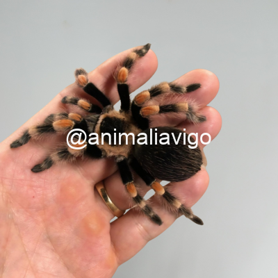 TARANTULA BRACHYPELMA HAMORII