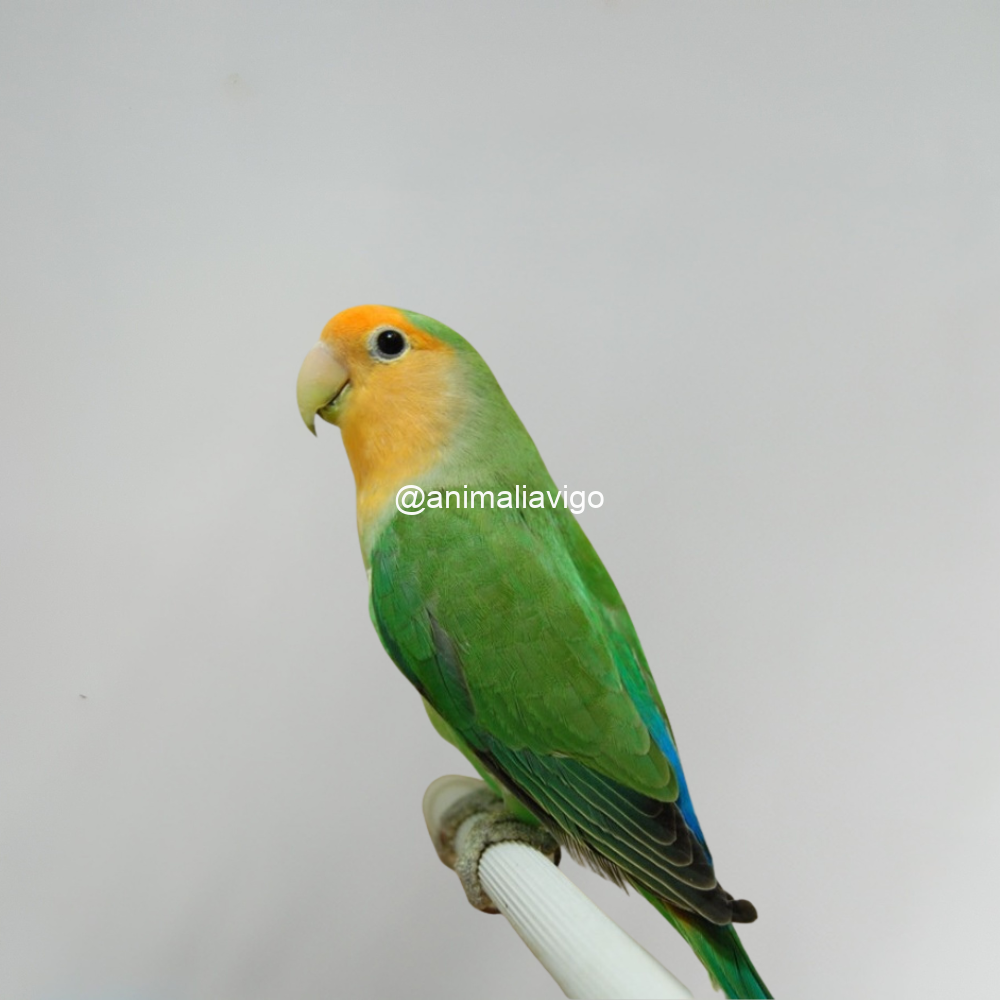 AGAPORNI ROSEICOLLI VERDE MACHO