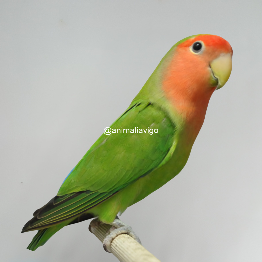 AGAPORNI ROSEICOLLI VERDE HEMBRA