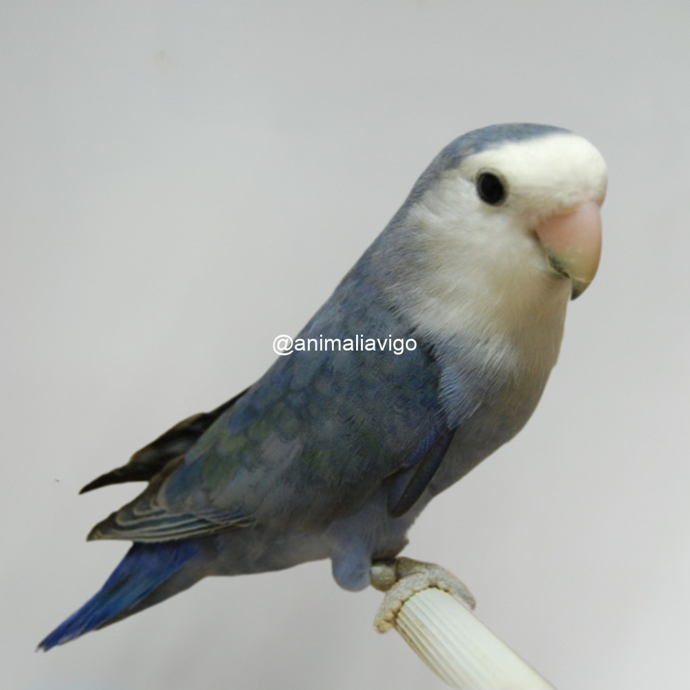 AGAPORNI ROSEICOLLI LINEA AZUL MACHO