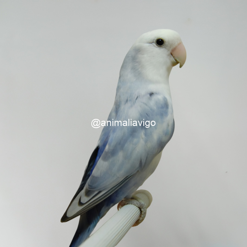 AGAPORNI ROSEICOLLI ARLEQUIN LINEA AZUL MACHO