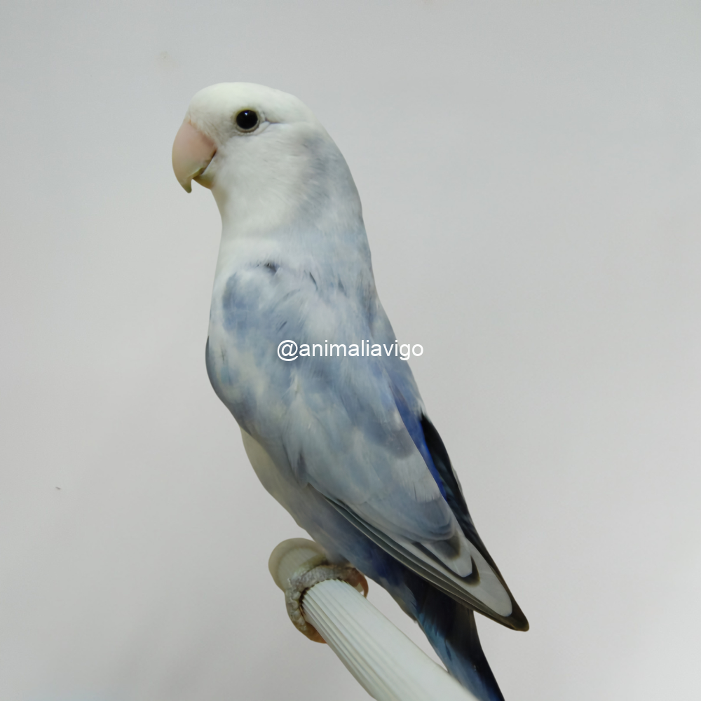 AGAPORNI ROSEICOLLI ARLEQUIN LINEA AZUL HEMBRA