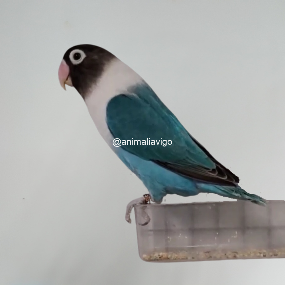 AGAPORNI PERSONATA LINEA AZUL MACHO - Imagen 5