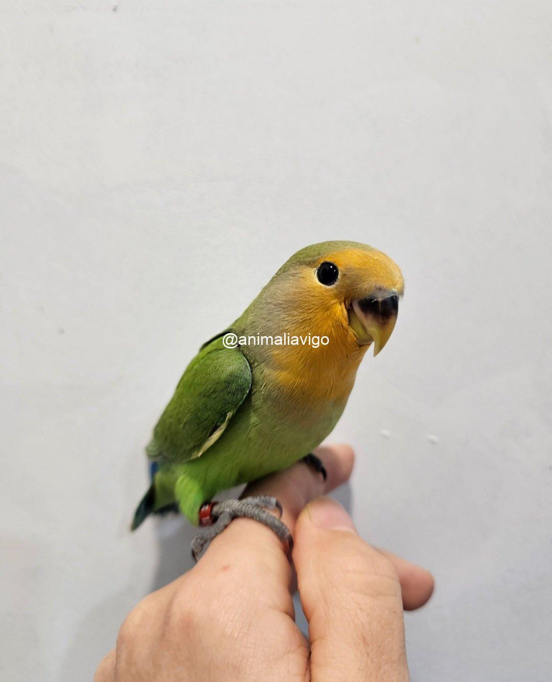 AGAPORNI ROSEICOLLI VERDE PAPILLERO