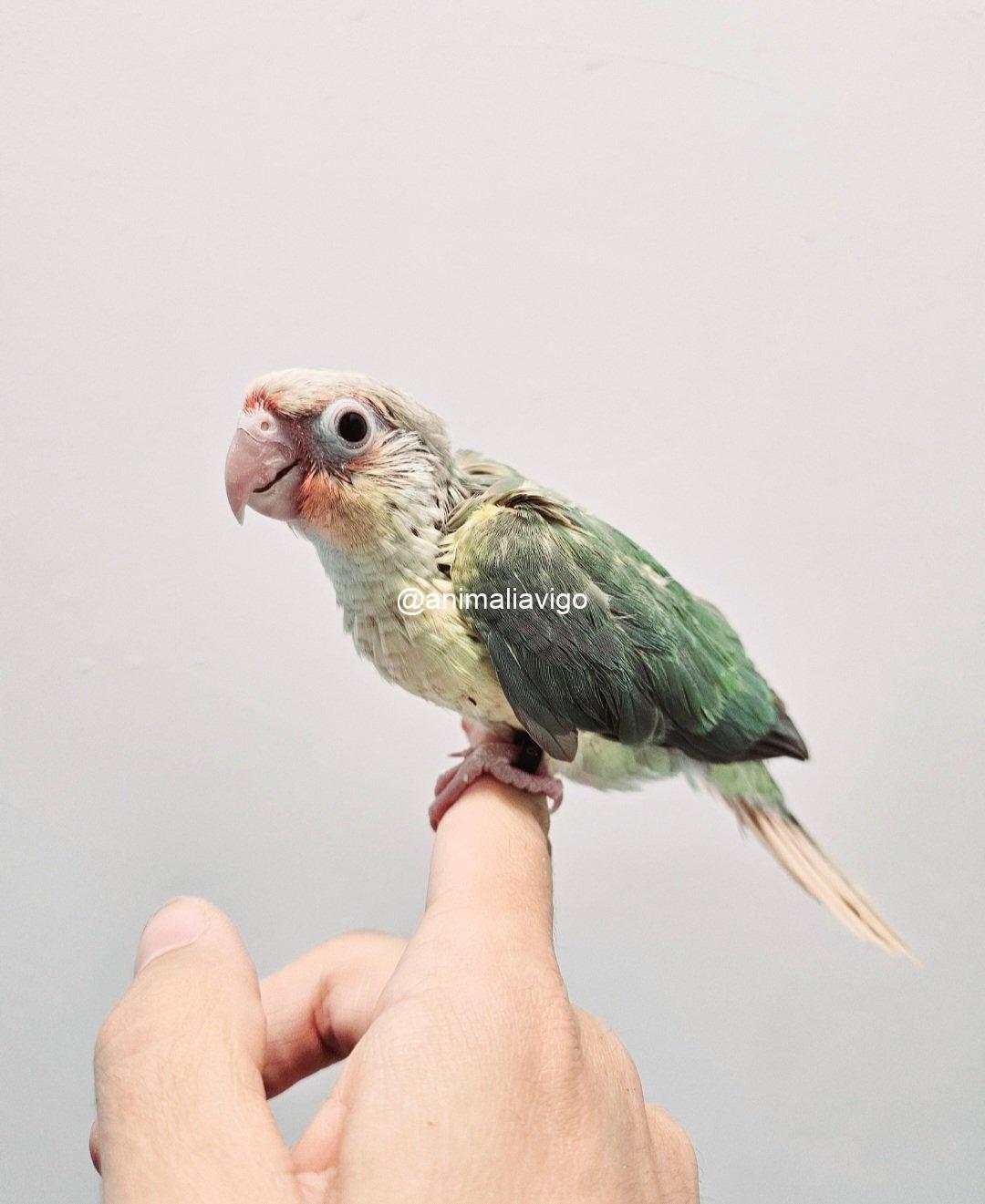 PYRRHURA TURQUESA HEMBRA