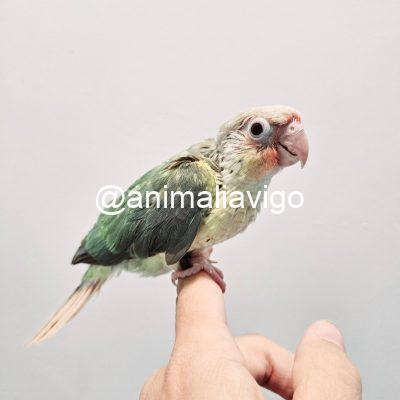 PYRRHURA TURQUESA MACHO
