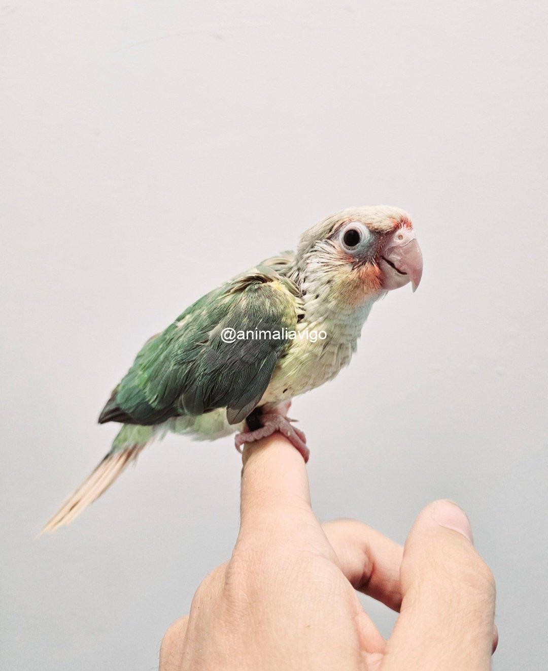 PYRRHURA TURQUESA MACHO