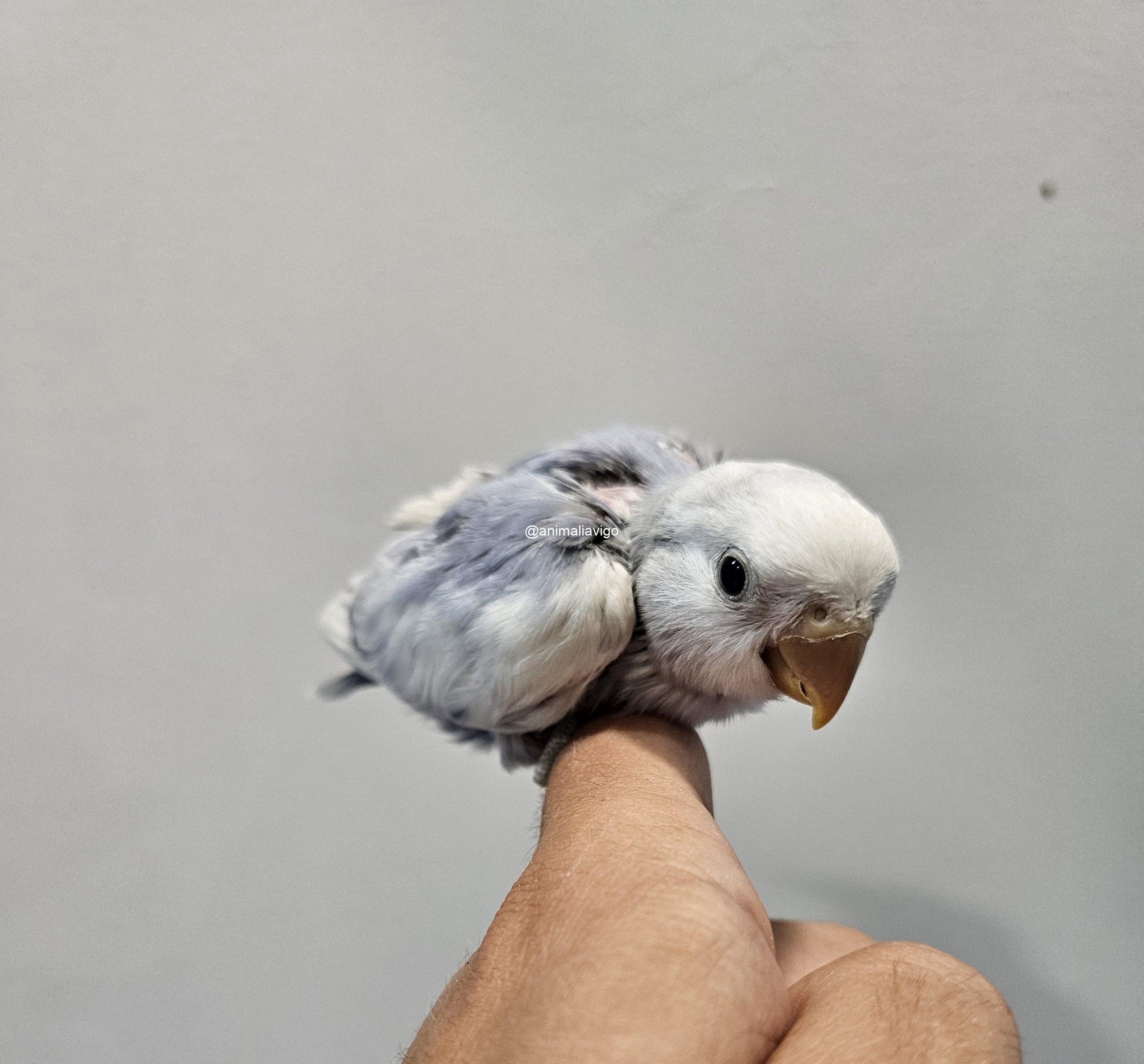 AGAPORNI ROSEICOLLI ARLEQUIN LINEA AZUL PAPILLERO