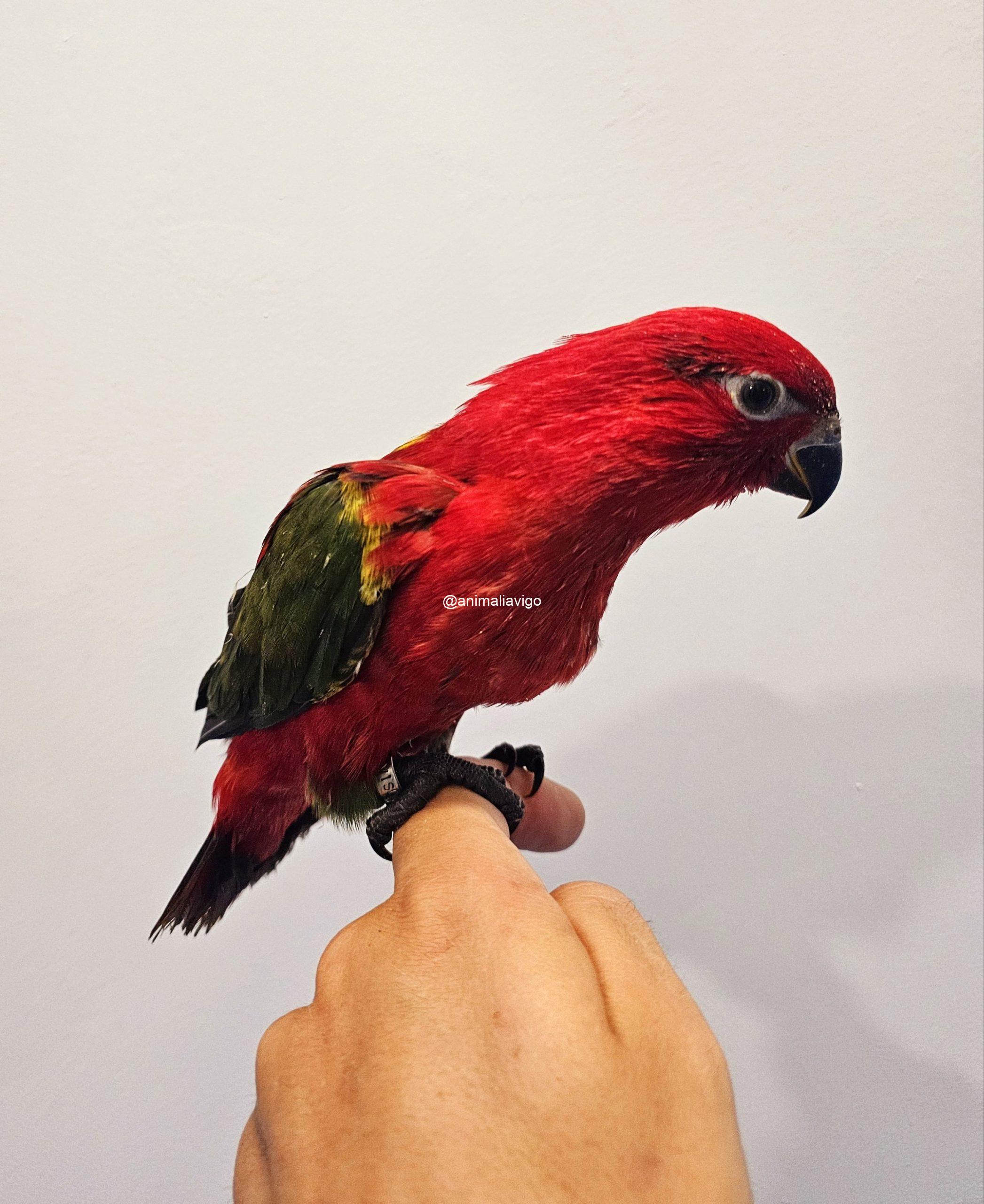 LORO GARRULUS PAPILLERO - Imagen 5