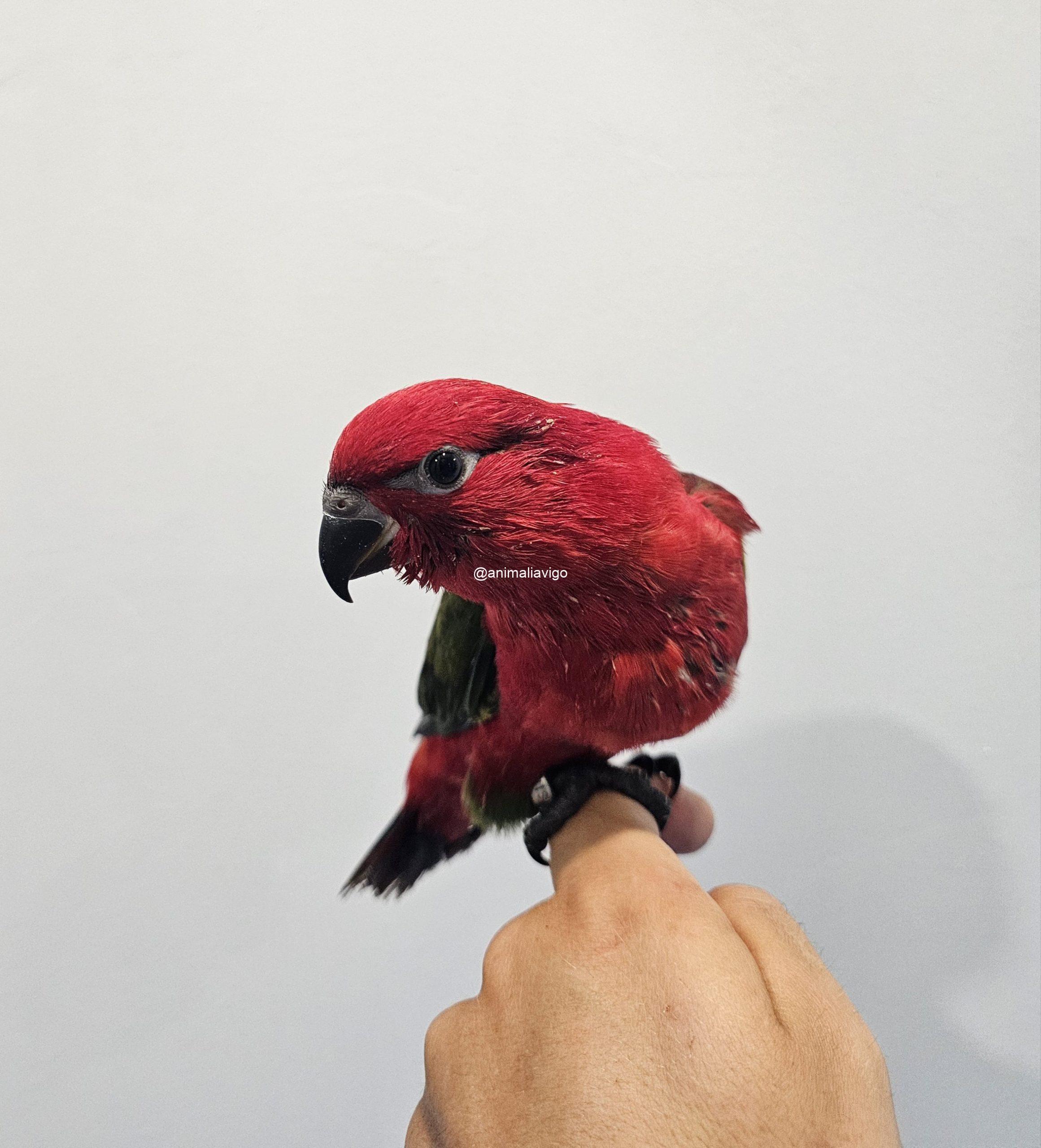 LORO GARRULUS PAPILLERO - Imagen 6