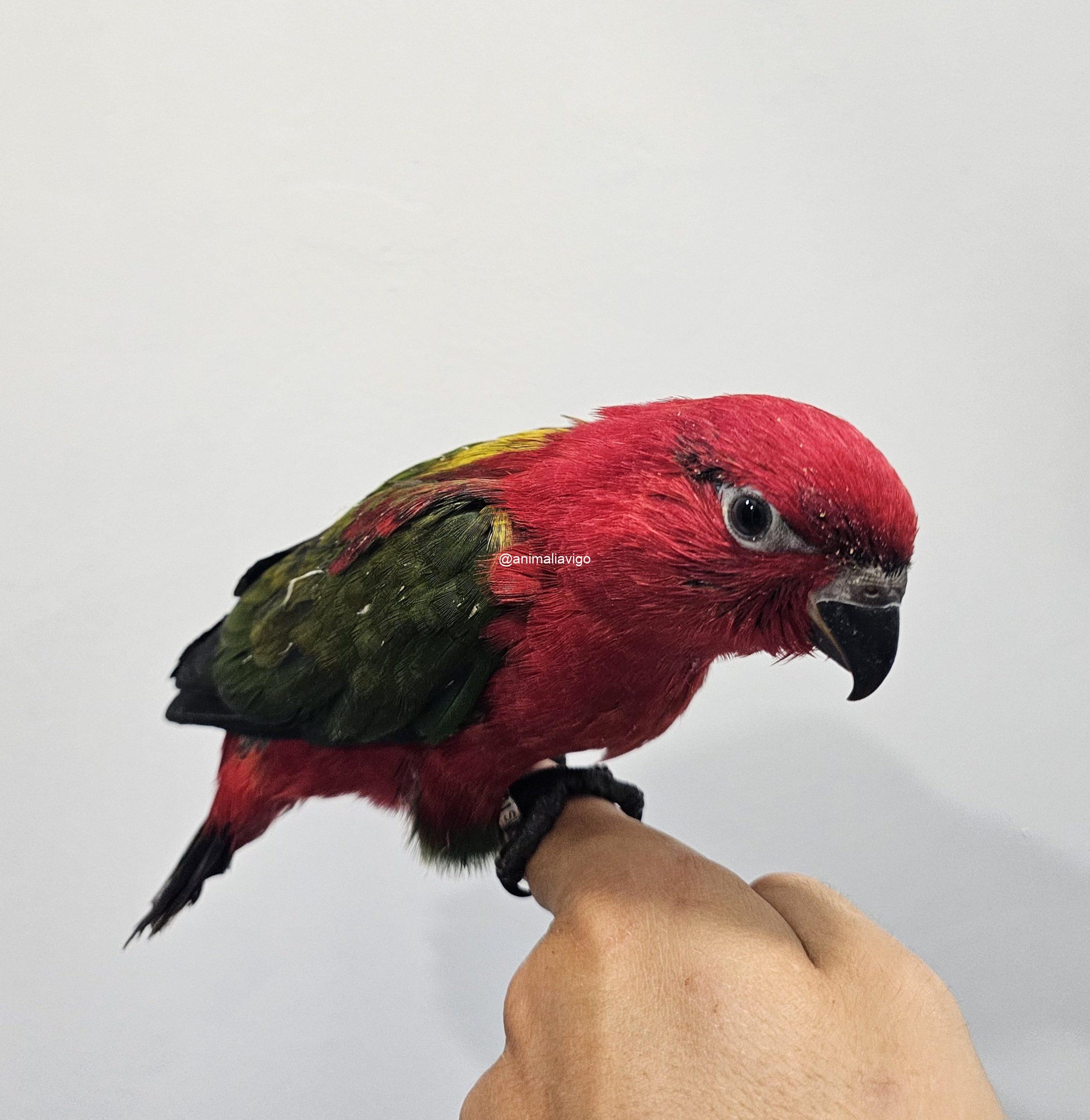 LORO GARRULUS PAPILLERO