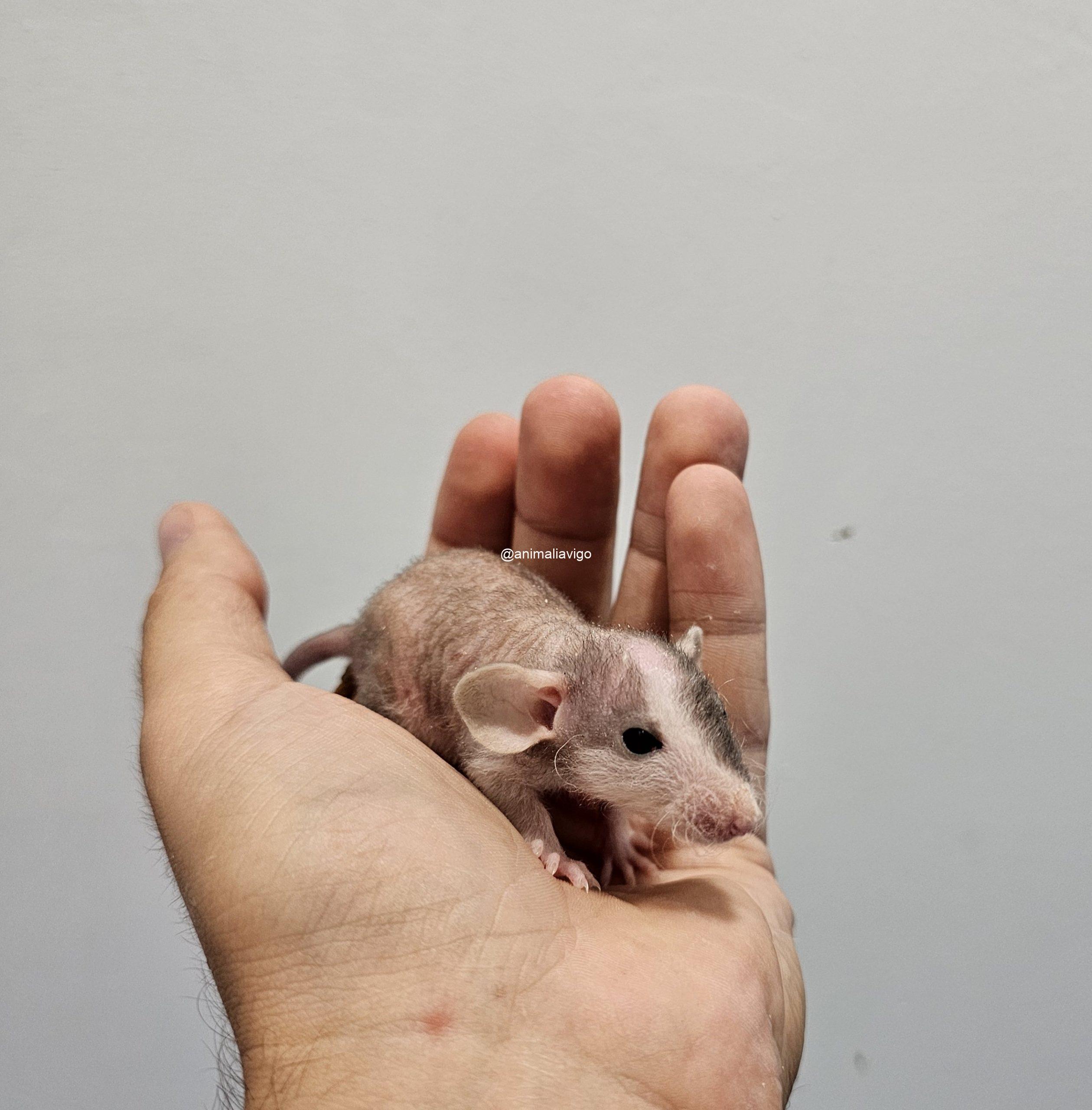 RATA DOMESTICA CALVA