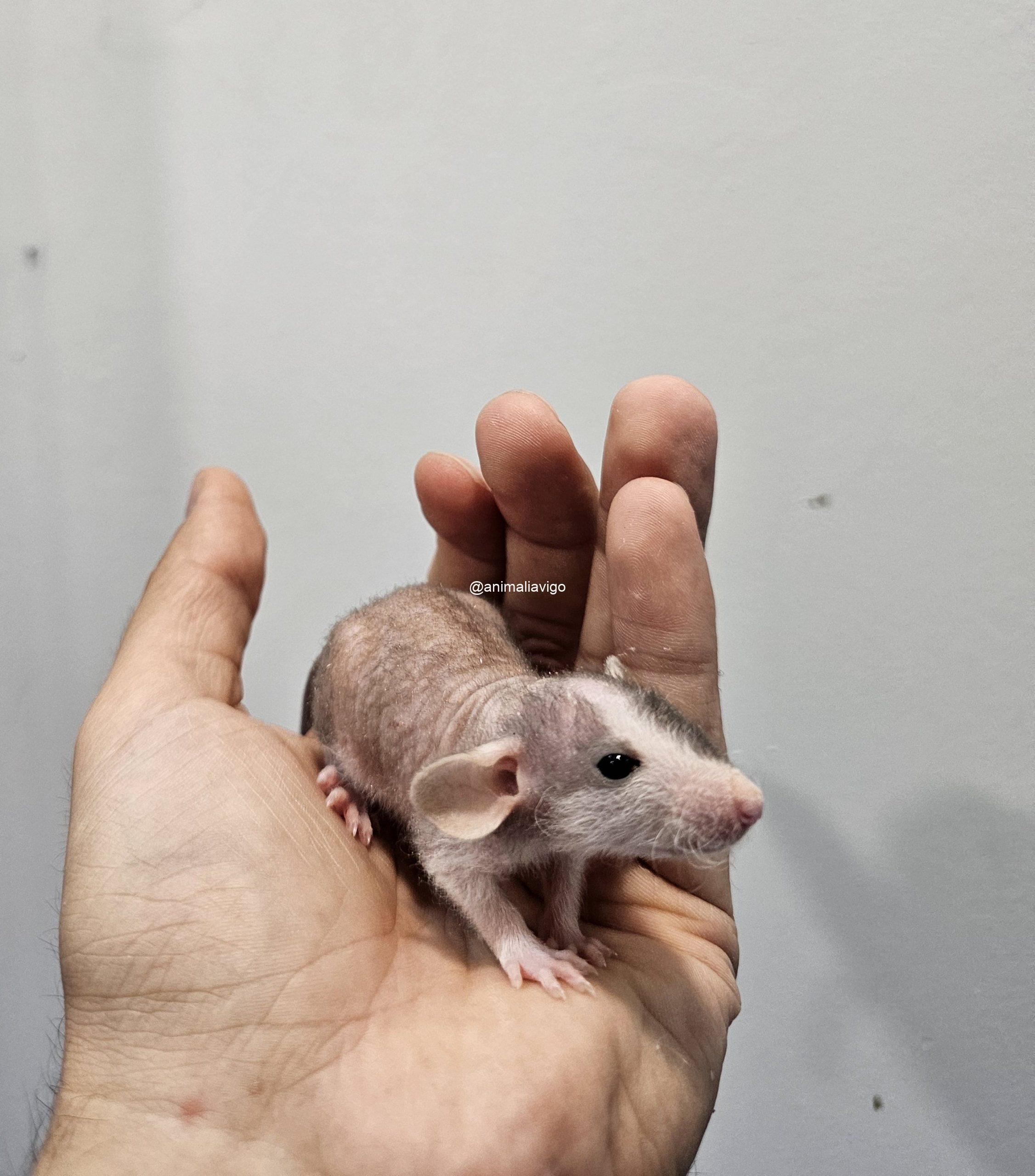 RATA DOMESTICA CALVA - Imagen 5