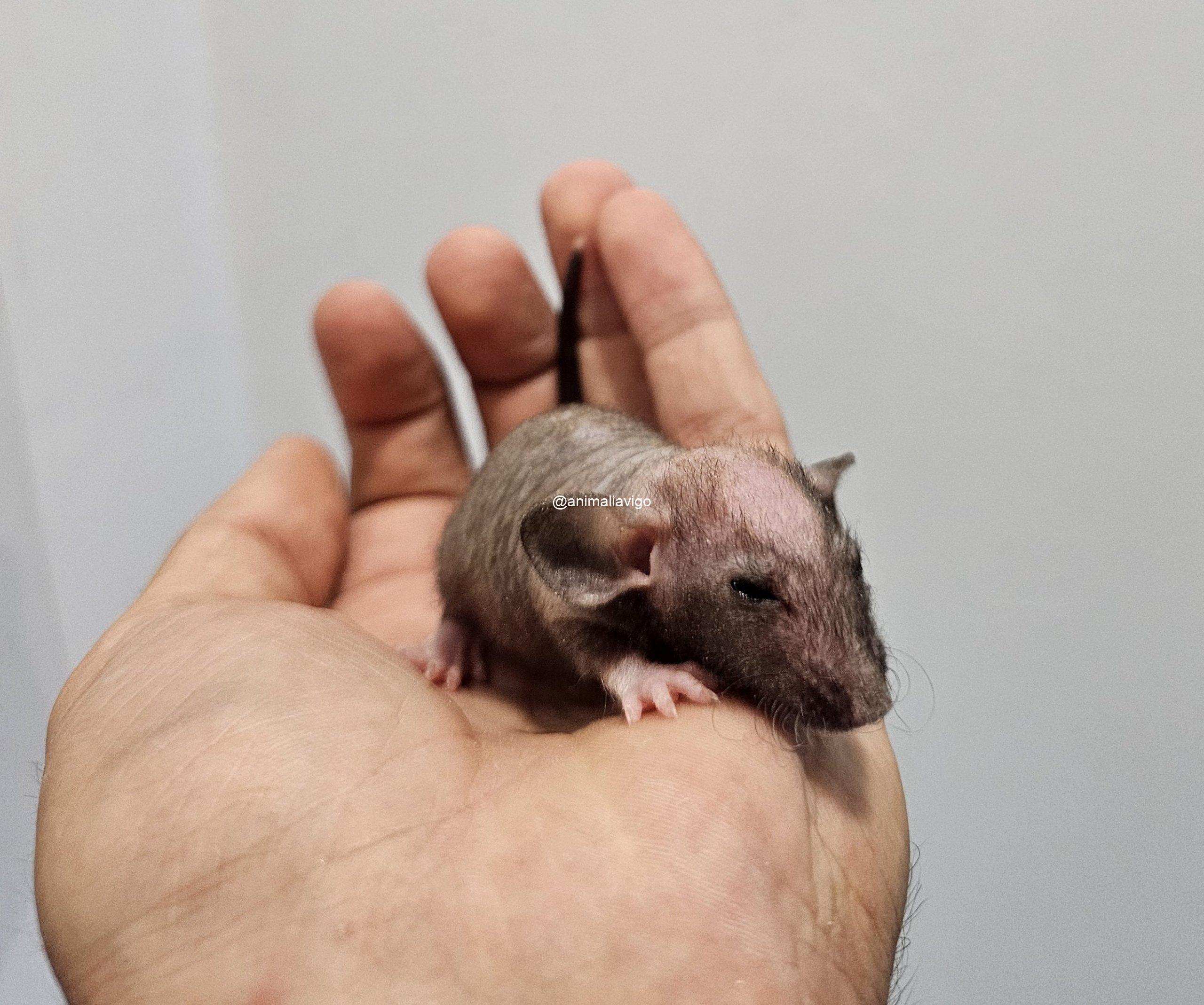 RATA DOMESTICA CALVA - Imagen 3