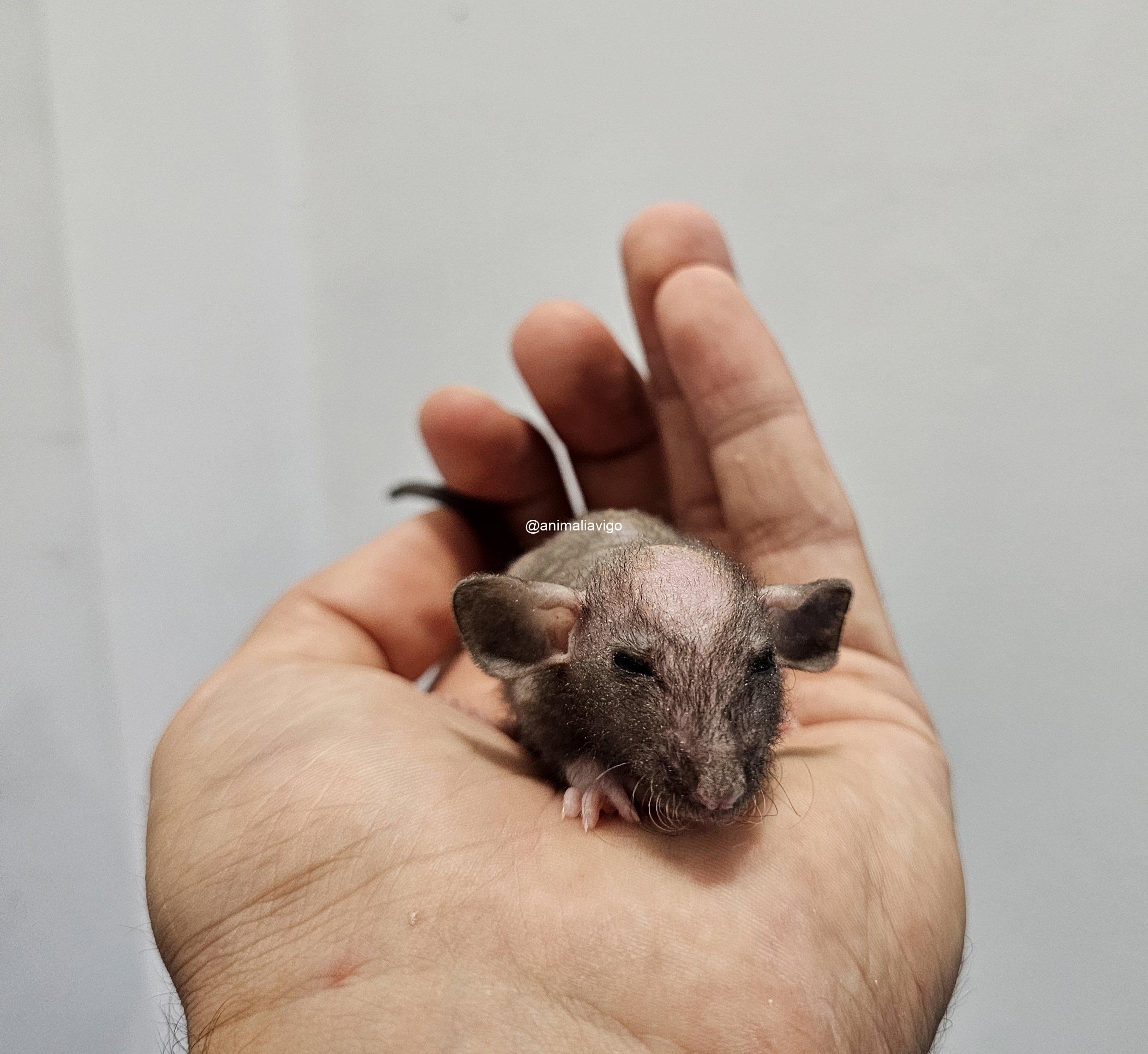 RATA DOMESTICA CALVA - Imagen 6