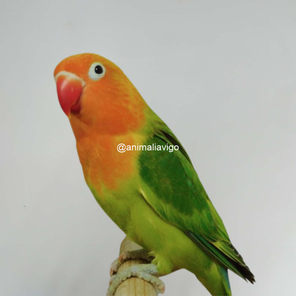 AGAPORNI FISCHERI OPALINO HEMBRA