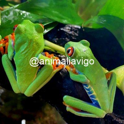 RANA DE OJOS ROJOS ADULTA