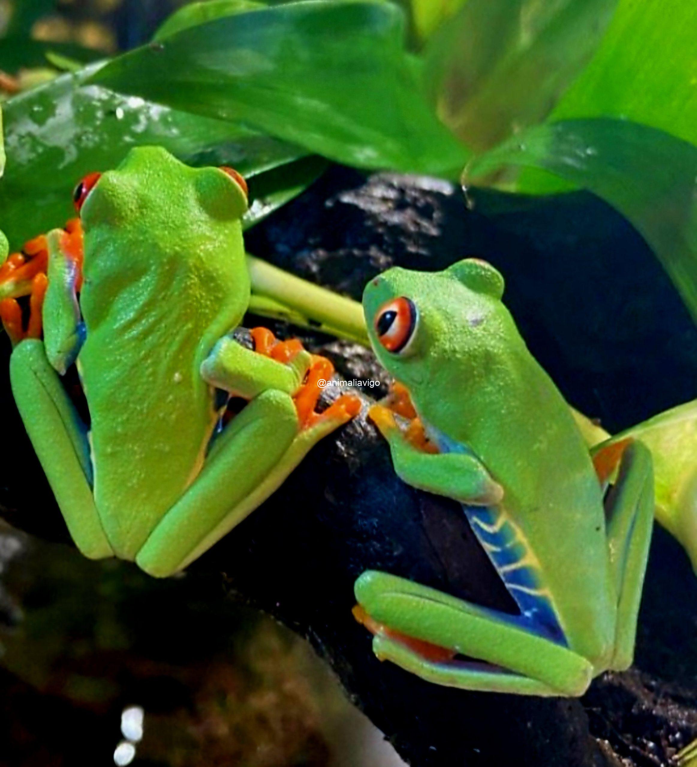 RANA DE OJOS ROJOS ADULTA