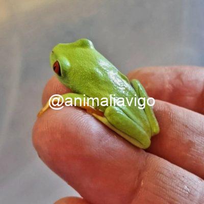 RANA DE OJOS ROJOS BABY