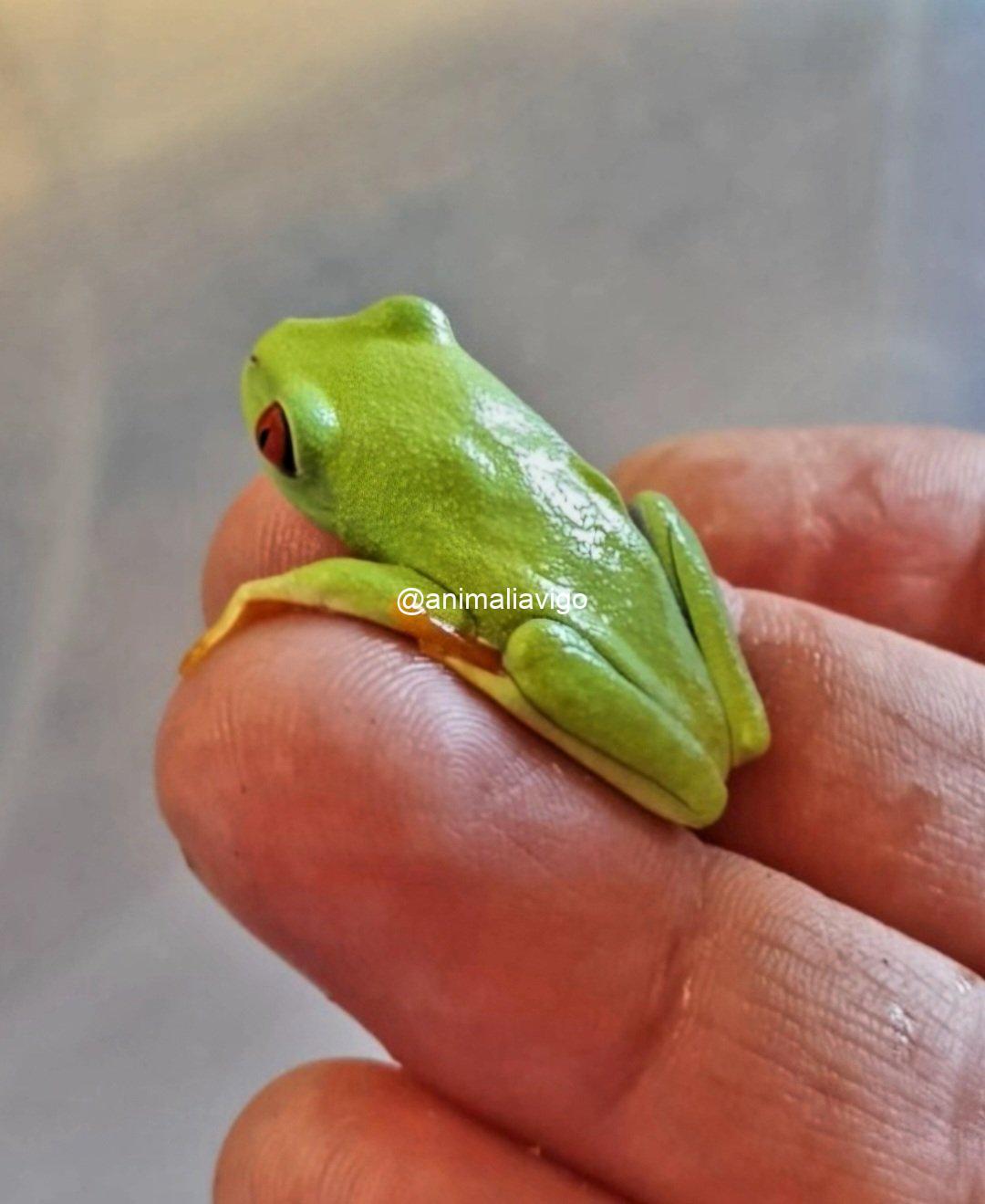 RANA DE OJOS ROJOS BABY