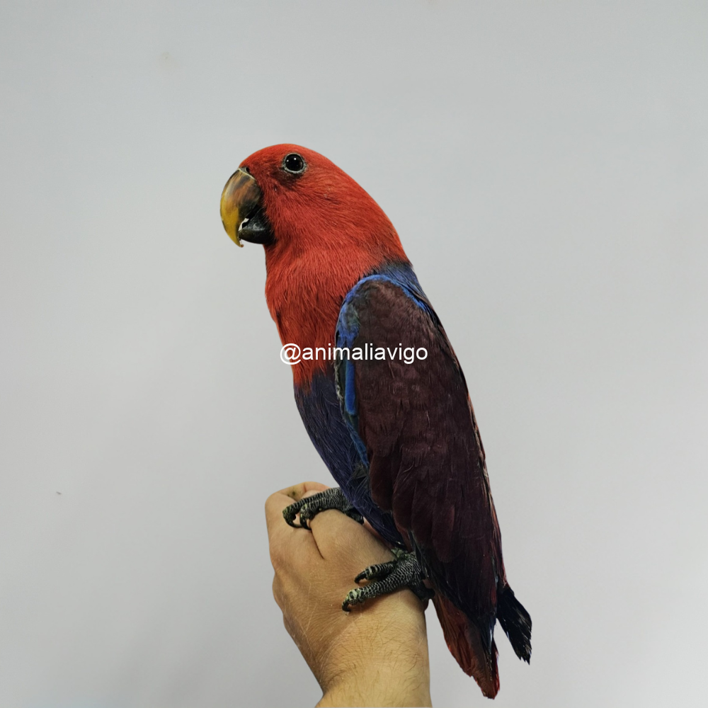 ECLECTUS PAPILLERO HEMBRA