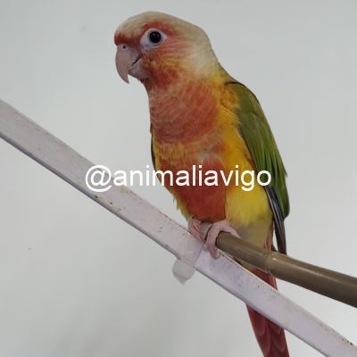 PYRRHURA PIÑA DOBLE ROJO PAPILLERA