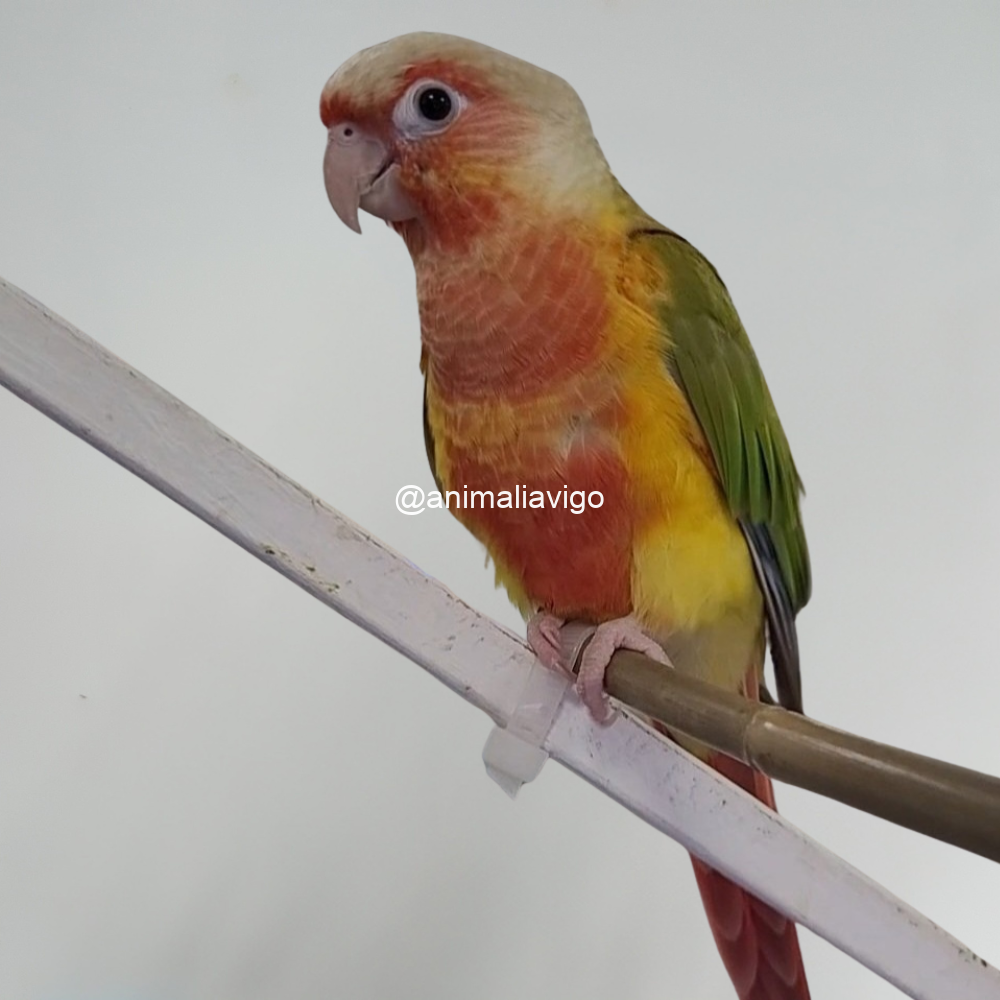 PYRRHURA PIÑA DOBLE ROJO PAPILLERA