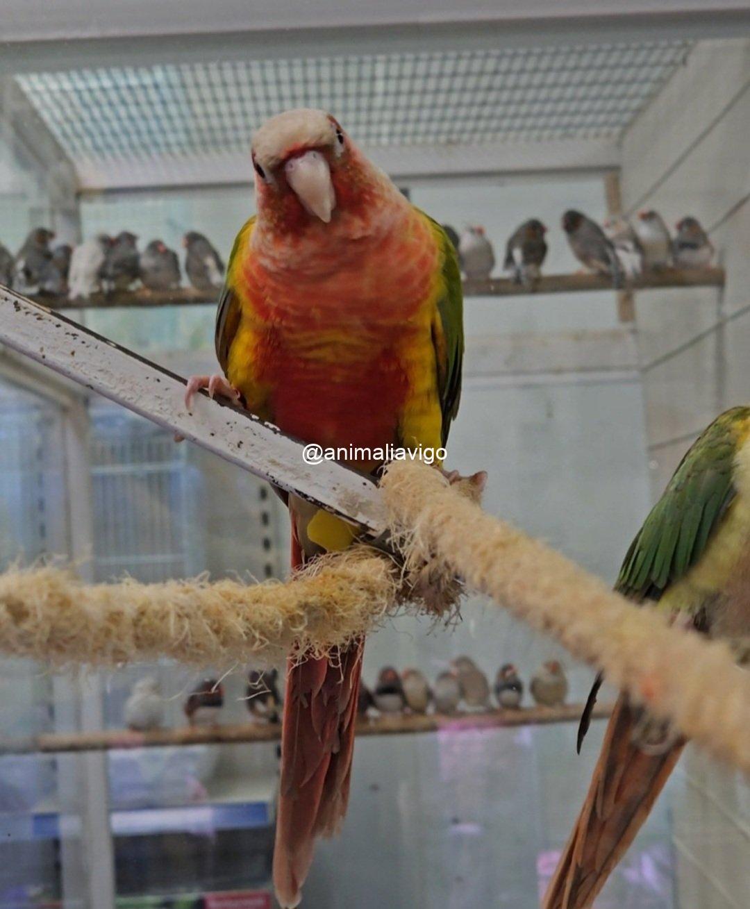 PYRRHURA PIÑA DOBLE ROJO PAPILLERA - Imagen 6