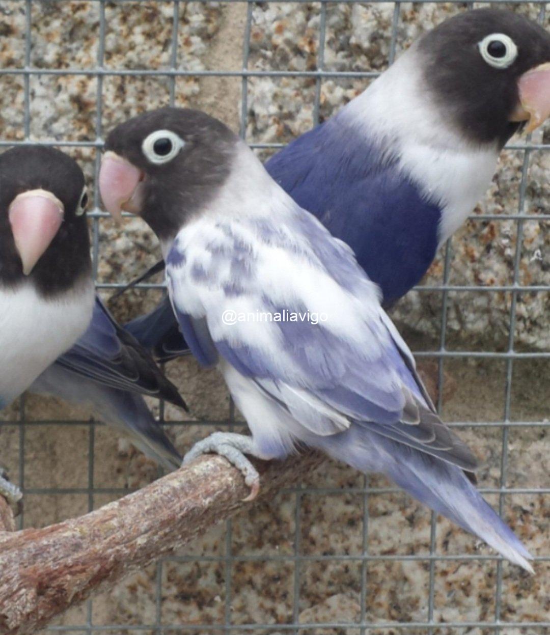 AGAPORNI PERSONATA ARLEQUIN LINEA AZUL MACHO - Imagen 3