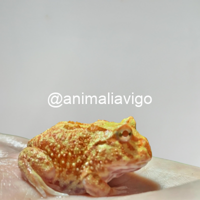 RANA PACMAN SURTIDA BABY